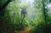Book Canungra Accommodation Vacations Attractions Melbourne Attractions Melbourne