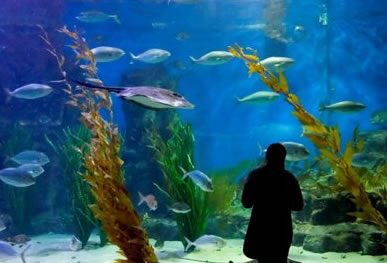 Melbourne Aquarium Melbourne City