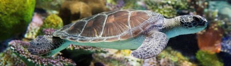 Melbourne Aquarium - Attractions Melbourne 1