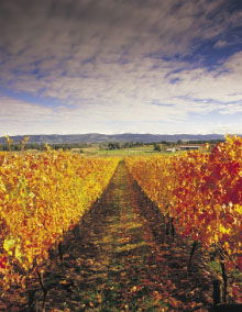 Link Tours - Attractions Melbourne 0