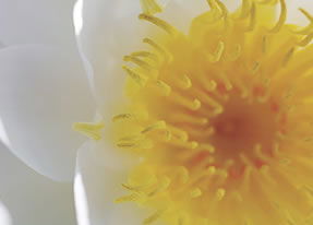 Crown Spa - Attractions Melbourne 2
