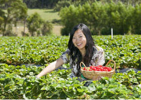 Gray Line Tours Melbourne - Attractions Melbourne 3