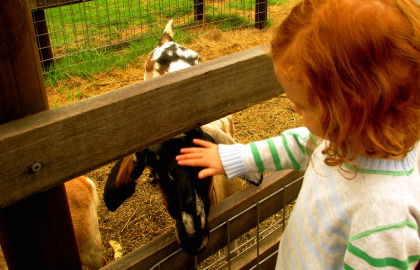 Collingwood Children's Farm - Attractions Melbourne 0