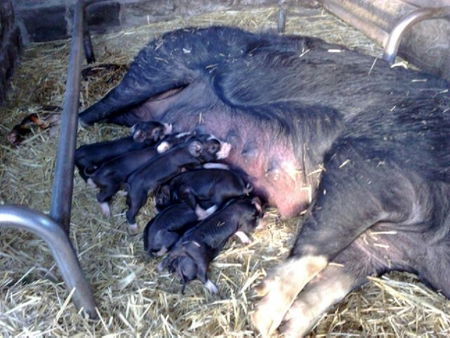 Collingwood Children's Farm - Attractions Melbourne 2