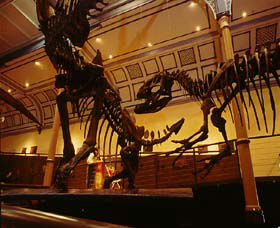 Australian Museum - Attractions Melbourne 1
