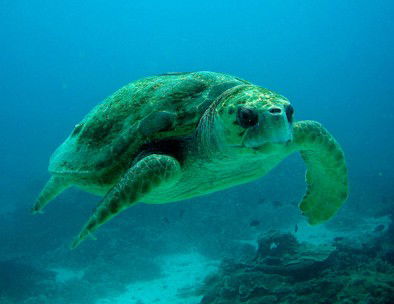 Snorkel Safari Brisbane - Attractions Melbourne 4