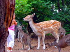 Birdland Animal Park - Attractions Melbourne 4