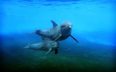 Dolphin Marine Magic - Attractions Melbourne 4