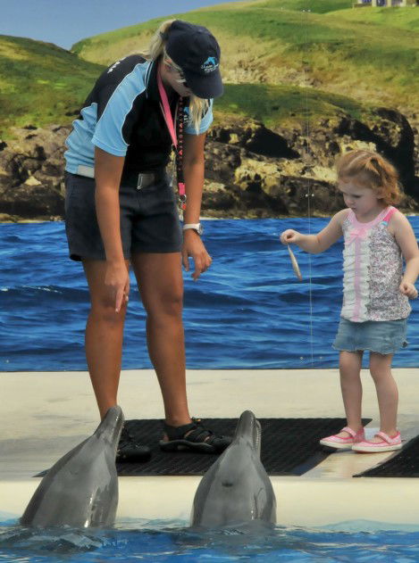 Dolphin Marine Magic - Attractions Melbourne 10
