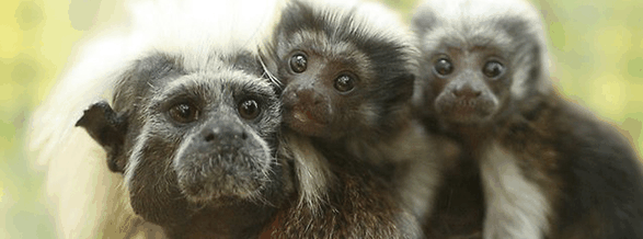 Alma Park Zoo - Attractions Melbourne 3