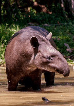 Alma Park Zoo - Attractions Melbourne 4