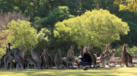 Lone Pine Koala Sanctuary - Attractions Melbourne 1