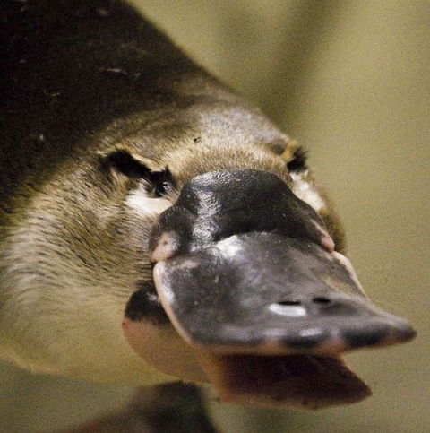 Lone Pine Koala Sanctuary - Attractions Melbourne 2