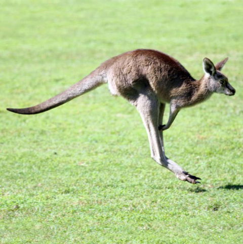 Lone Pine Koala Sanctuary - Attractions Melbourne 4