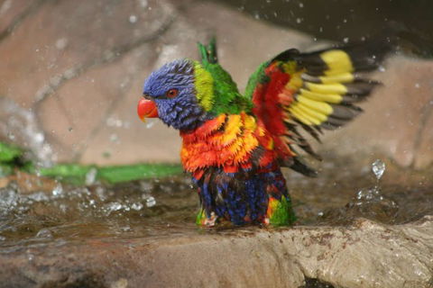 Lone Pine Koala Sanctuary - Attractions Melbourne 5