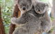 Lone Pine Koala Sanctuary - thumb 6