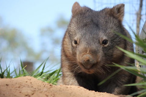 Lone Pine Koala Sanctuary - Attractions Melbourne 7