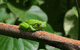 Bruce Belchers Daintree River Cruise - thumb 1