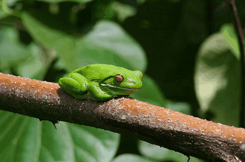 Bruce Belchers Daintree River Cruise - Attractions Melbourne 1