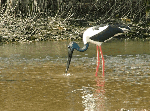 Bruce Belchers Daintree River Cruise - Attractions Melbourne 2