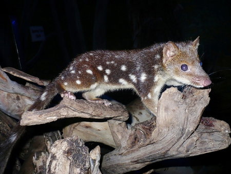 East Coast Natureworld - Attractions Melbourne 5