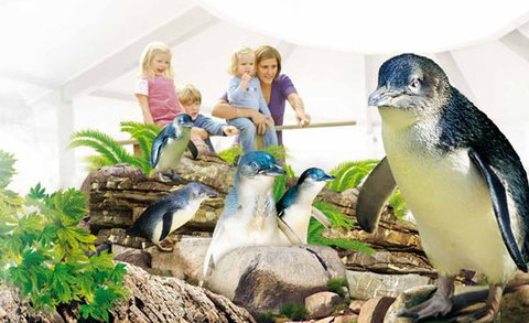 Manly SEA LIFE Sanctuary - Attractions Melbourne 1