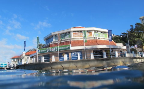 Manly SEA LIFE Sanctuary - Attractions Melbourne 2