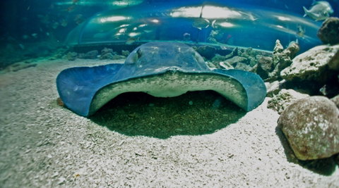 Manly SEA LIFE Sanctuary - Attractions Melbourne 3