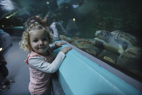Manly SEA LIFE Sanctuary - Attractions Melbourne 4