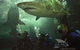 Manly SEA LIFE Sanctuary - thumb 5