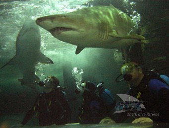 Manly SEA LIFE Sanctuary - Attractions Melbourne 5