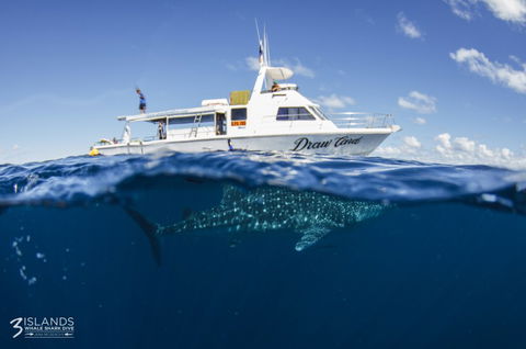 Three Islands Whale Shark Dive - Attractions Melbourne 4