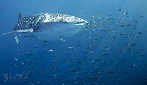 Three Islands Whale Shark Dive - Attractions Melbourne 5