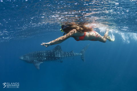 Three Islands Whale Shark Dive - Attractions Melbourne 6