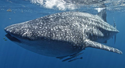 Three Islands Whale Shark Dive - Attractions Melbourne 7