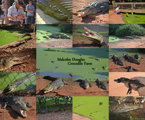 The Malcolm Douglas Crocodile Park - Attractions Melbourne 0