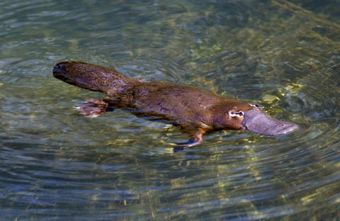 David Fleay Wildlife Park - Attractions Melbourne 4