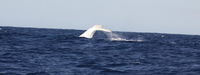 Australian Whale Watching