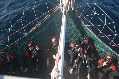 Dolphin Swim Australia - Attractions Melbourne 4