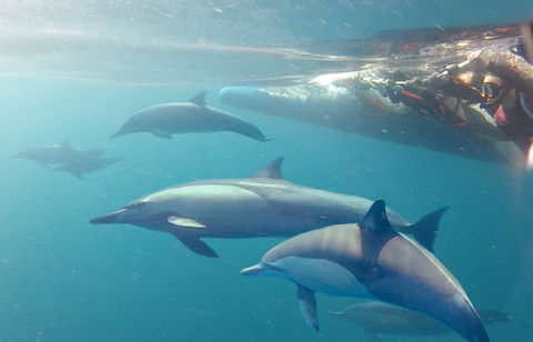 Dolphin Swim Australia - Attractions Melbourne 5