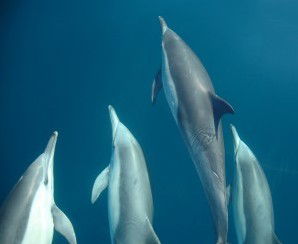 Dolphin Swim Australia - Attractions Melbourne 6