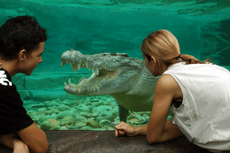 Cairns Wildlife Dome - Attractions Melbourne 1