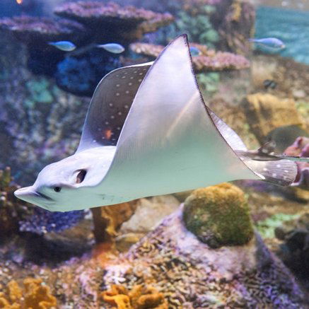 Melbourne Aquarium - Attractions Melbourne 4