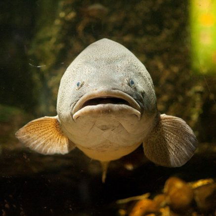 Melbourne Aquarium - Attractions Melbourne 5