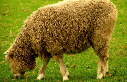 Collingwood Children's Farm - Attractions Melbourne 3