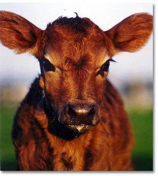 Chesterfield Farm - Attractions Melbourne 1