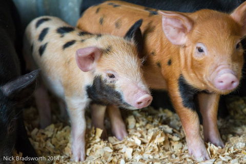 Chesterfield Farm - Attractions Melbourne 4