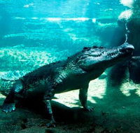 WILD LIFE Sydney Zoo - Attractions Melbourne