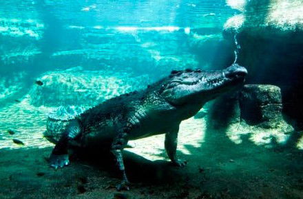 WILD LIFE Sydney Zoo - Attractions Melbourne 0