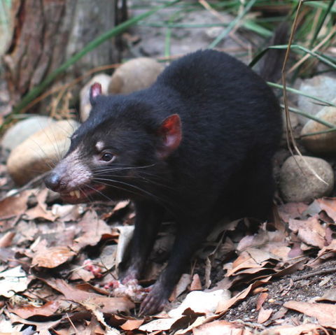 WILD LIFE Sydney Zoo - Attractions Melbourne 5